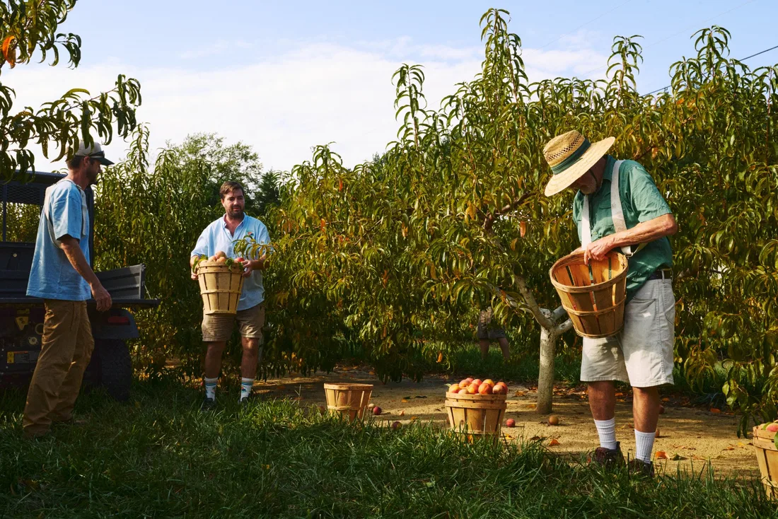 Three people harvesting peaches into wooden baskets in an orchard